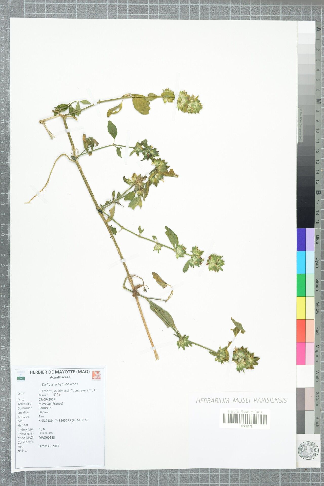 Dicliptera hyalina — houseplant care guide