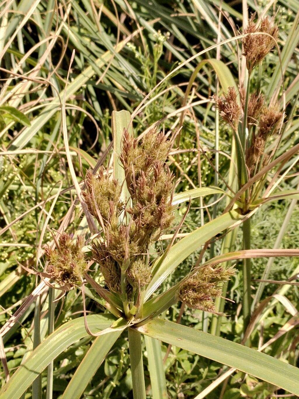 Cyperus prolixus flower