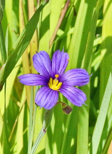 Sisyrinchium bermudiana — search result for 'Ireland'