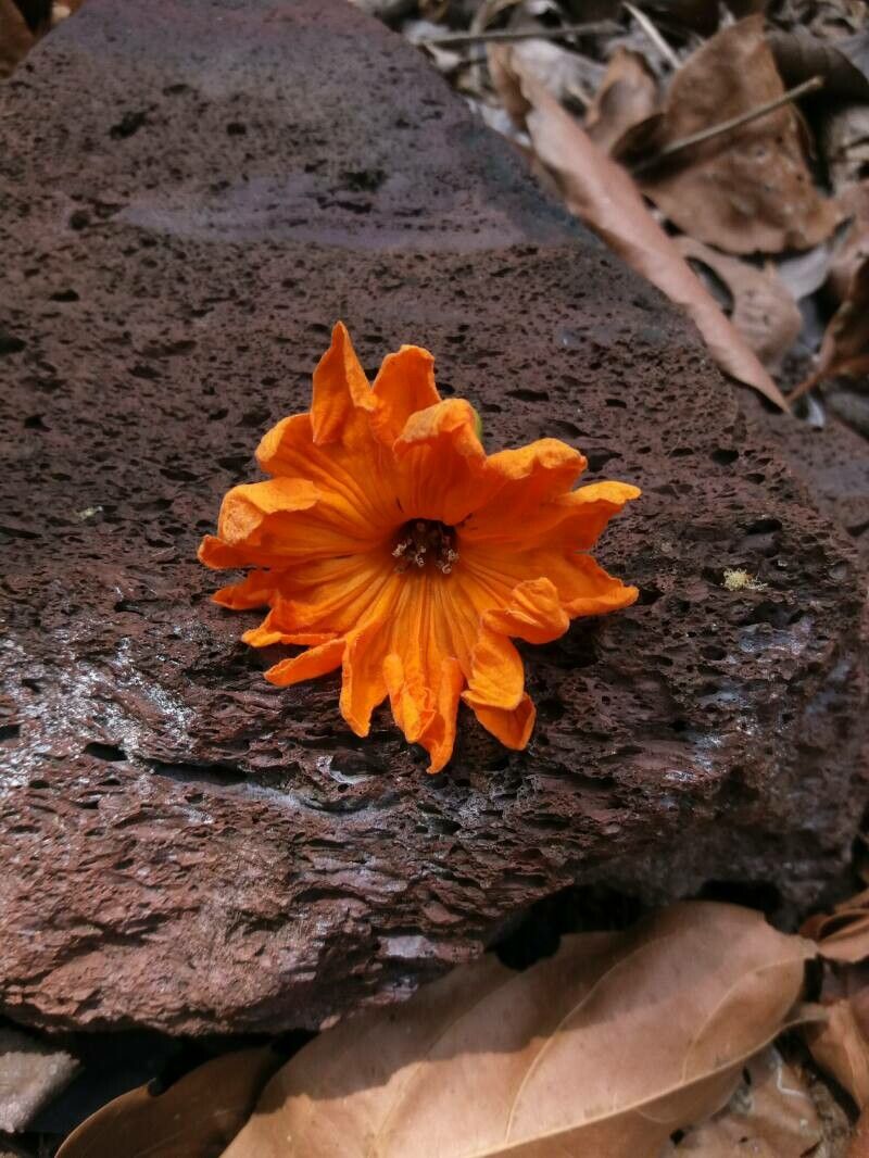 Cordia dodecandra flower