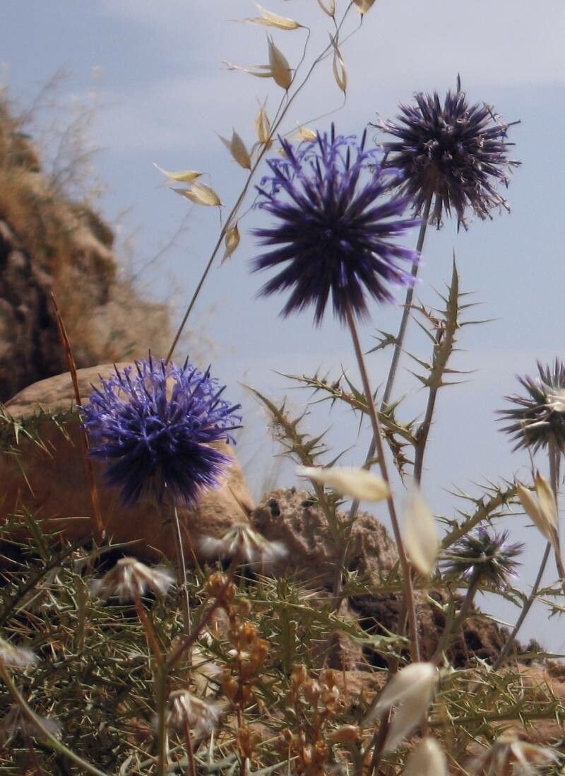 Echinops adenocaulos flower