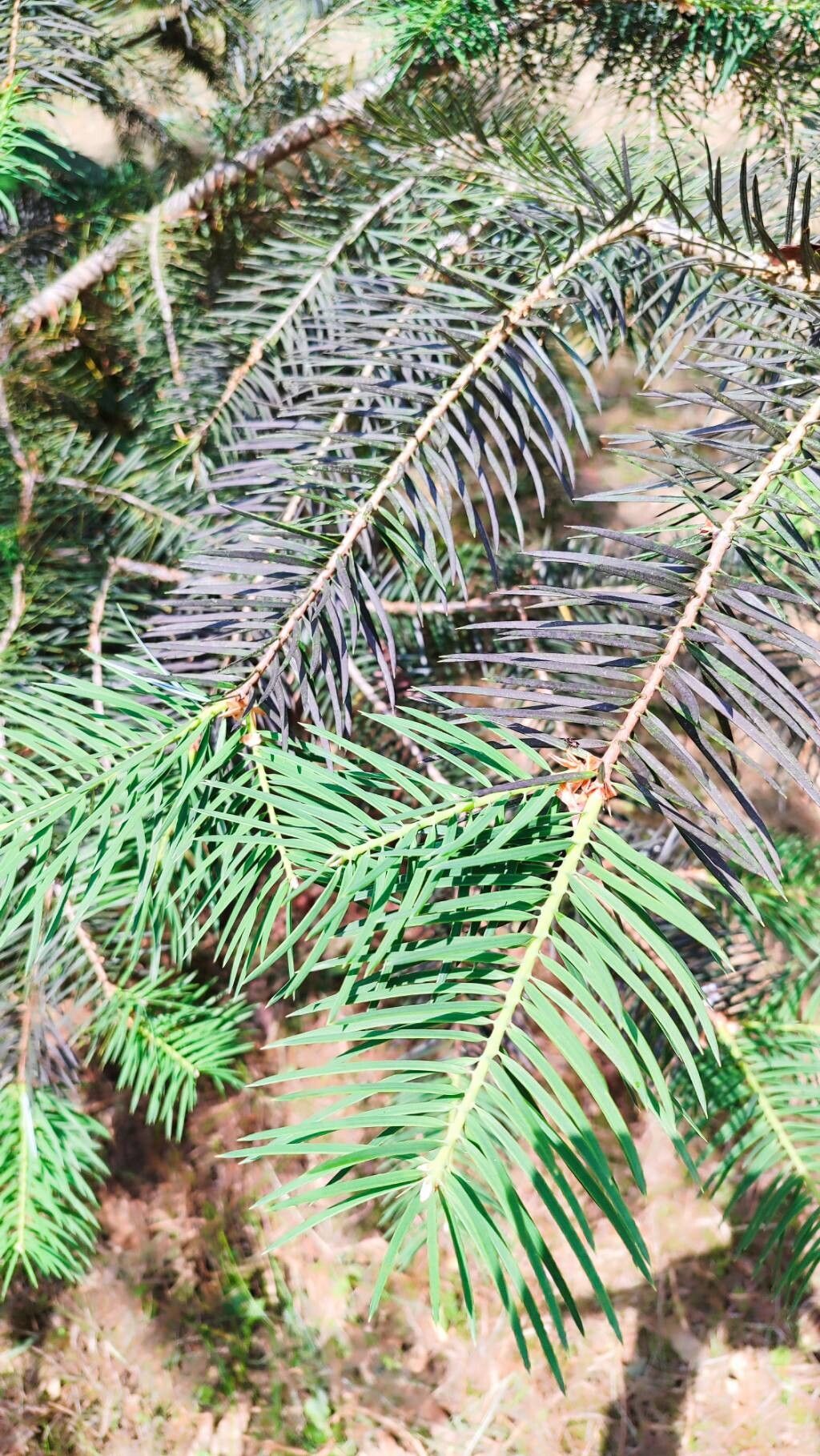 Abies bracteata leaf