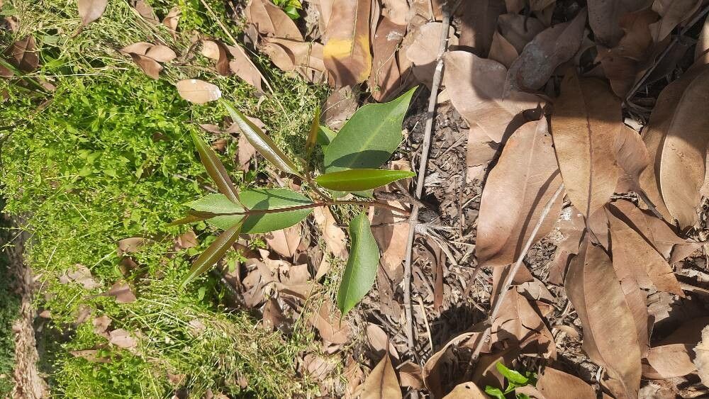 Cryptolepis dubia flower