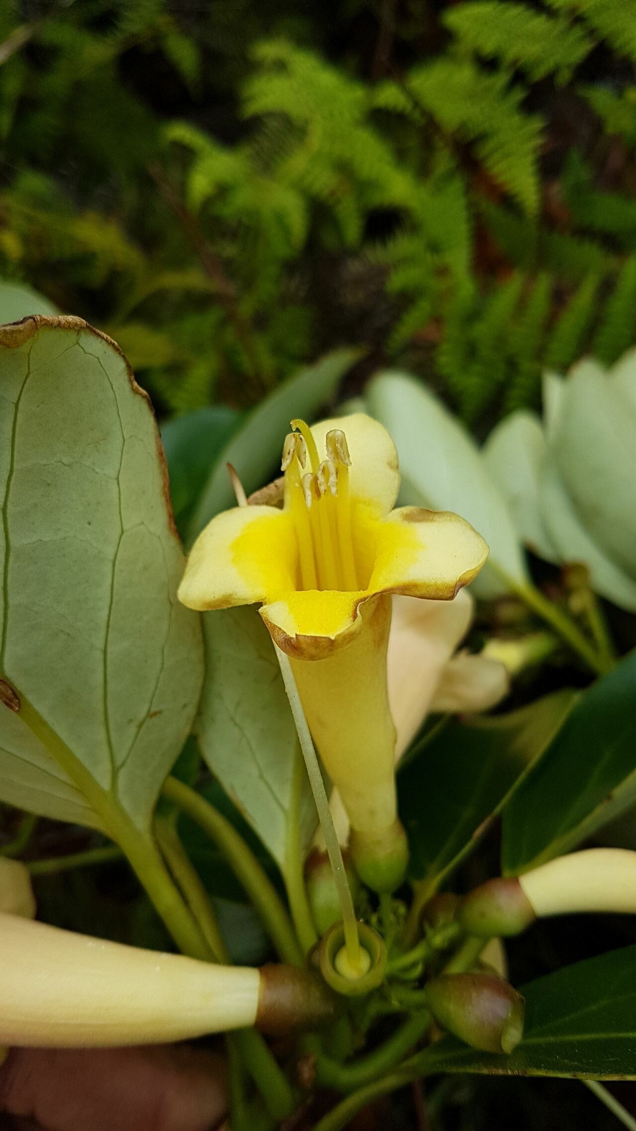 Gmelina magnifica flower