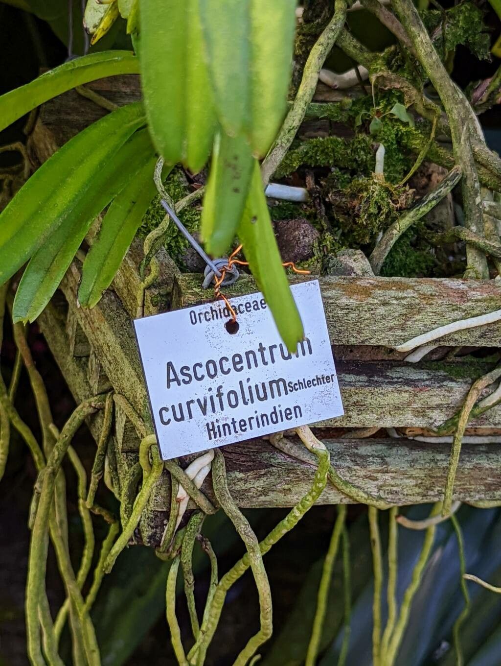 Ascocentrum curvifolium bark