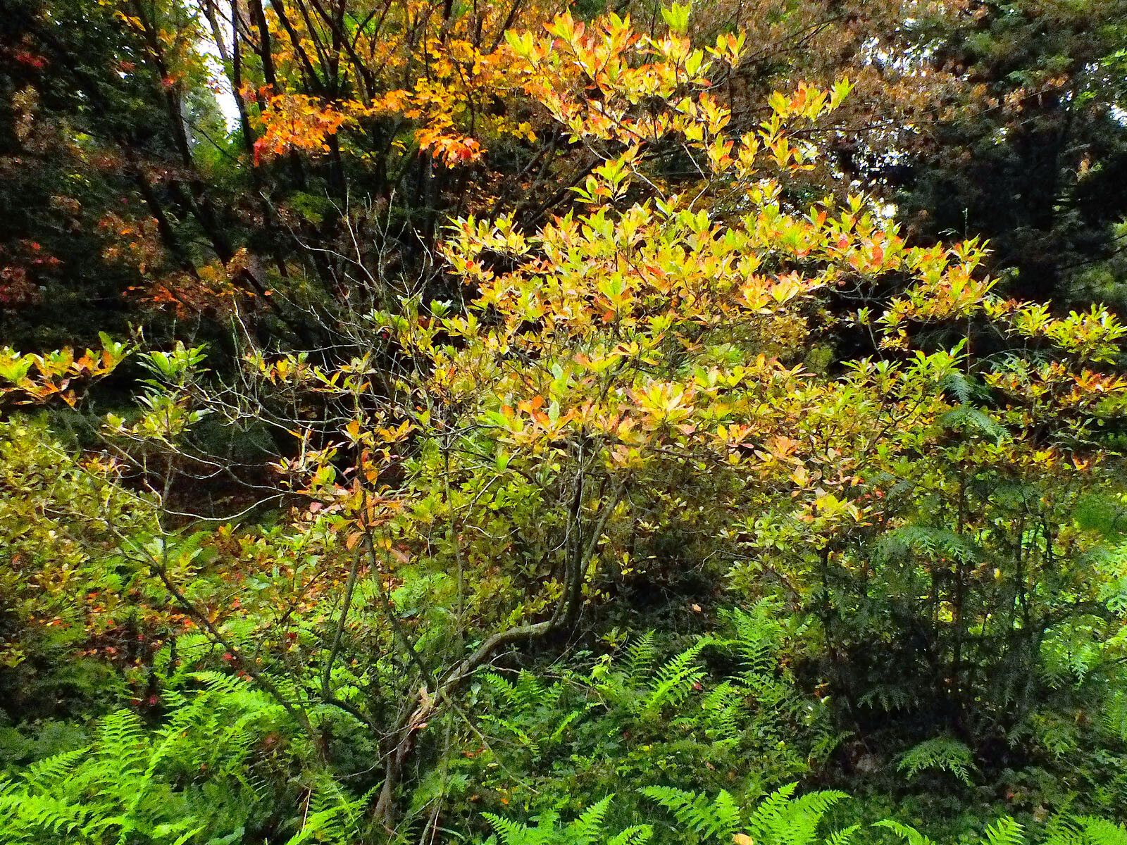 Rhododendron occidentale habit