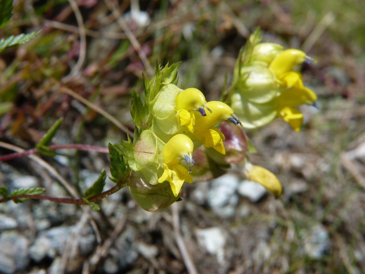 Rhinanthus glacialis flower