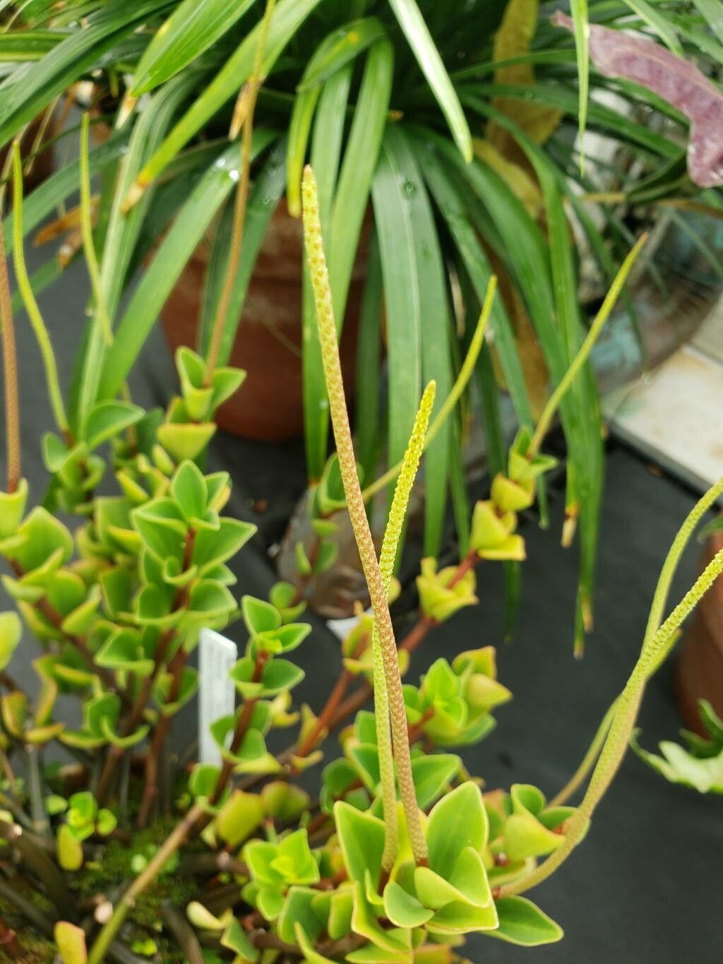 Peperomia angustata flower