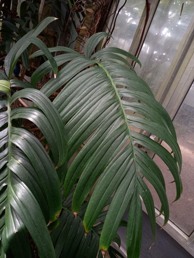 Rhaphidophora decursiva leaf