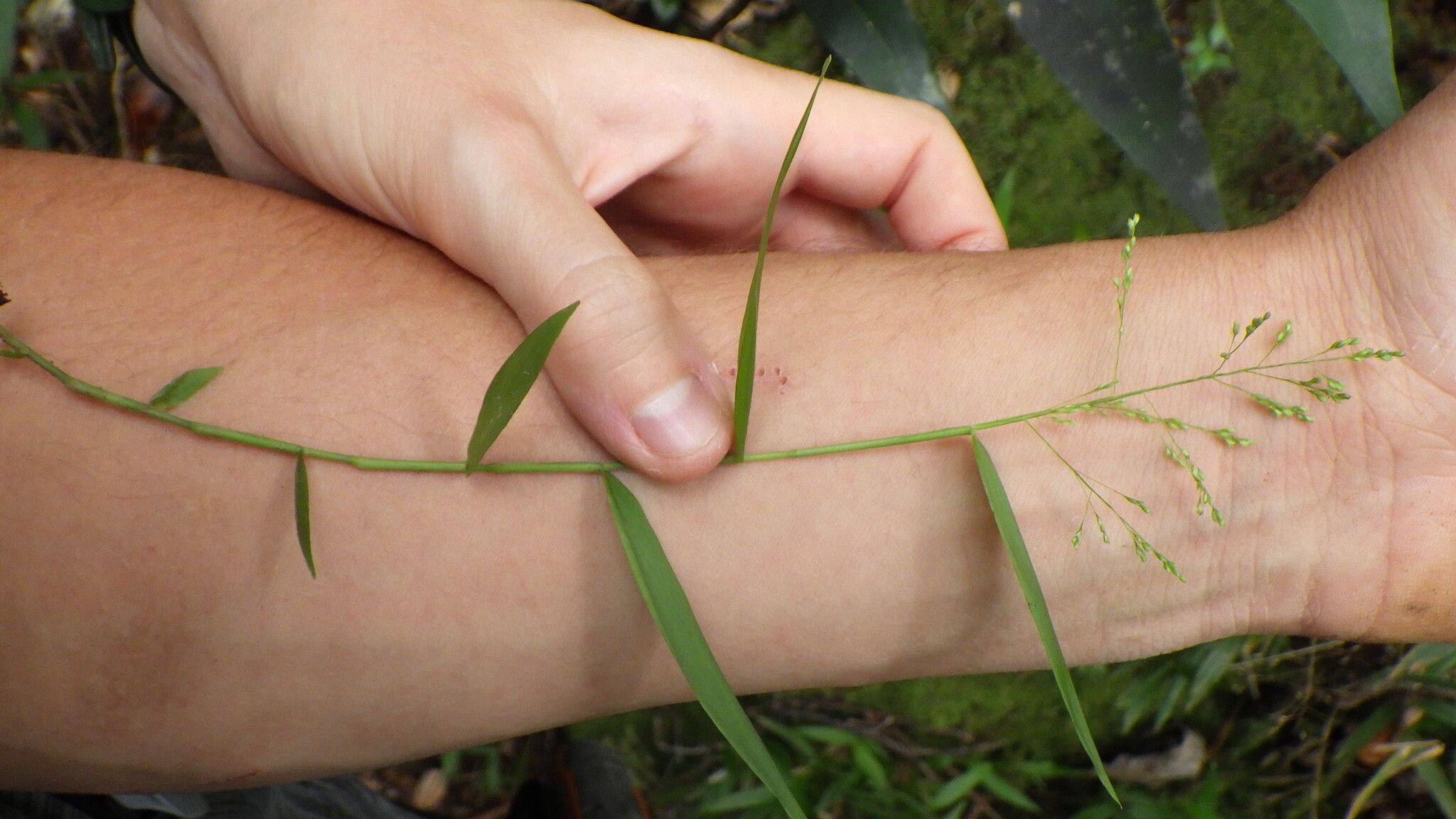 Isachne homonyma — houseplant care guide