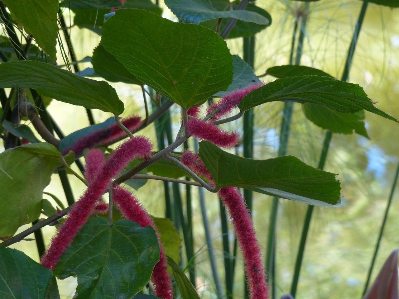 Acalypha hispida flower
