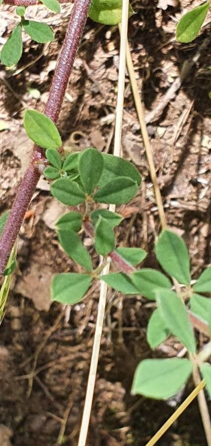 Lotus goetzei — search result for 'Lotus'