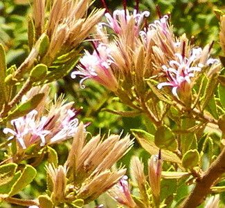 Gochnatia foliolosa — related species from the same genus