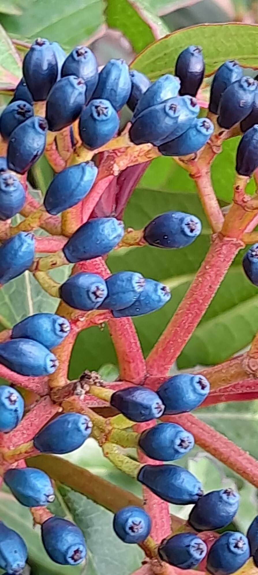 Viburnum davidi fruit