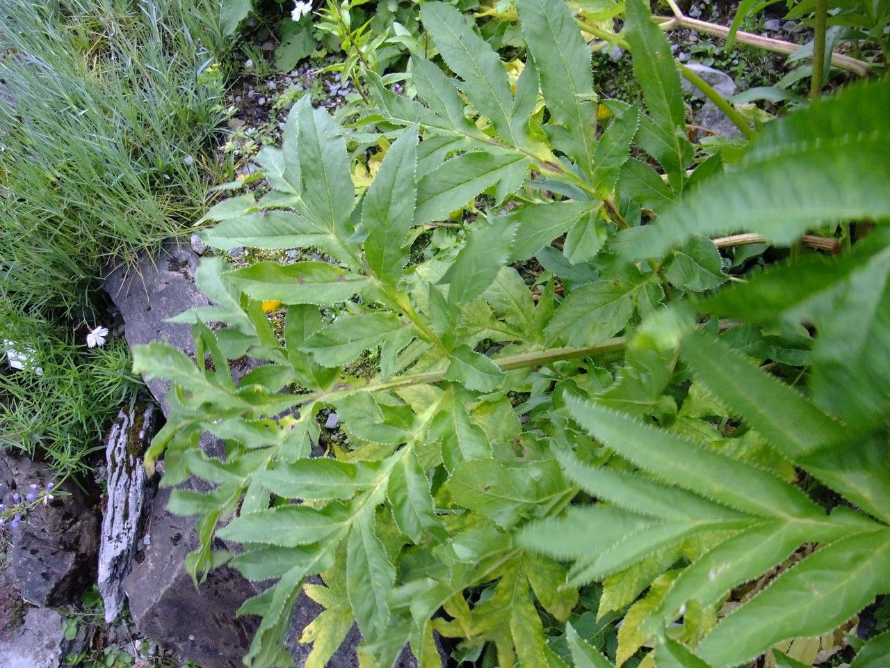 Ferula ammoniacum other