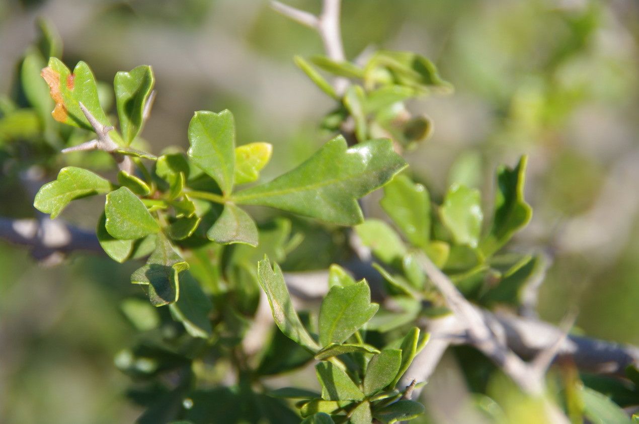 Searsia tripartita leaf