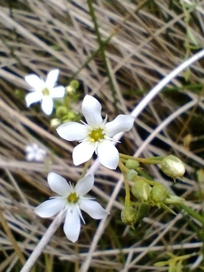 Samolus repens flower