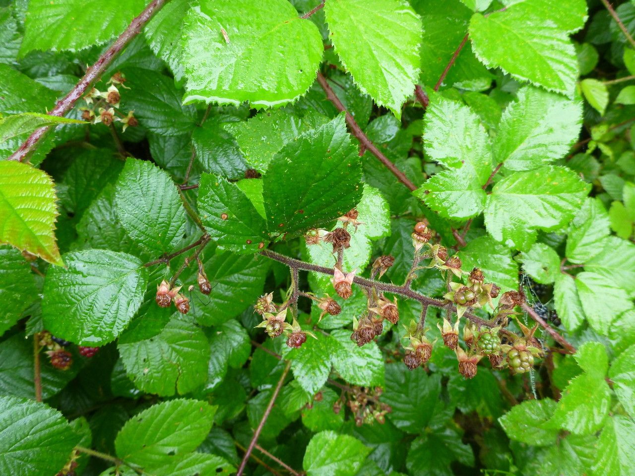 Rubus pulcher other