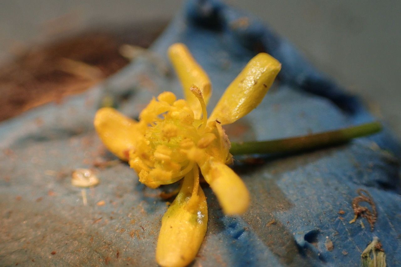 Ranunculus laxicaulis — houseplant care guide