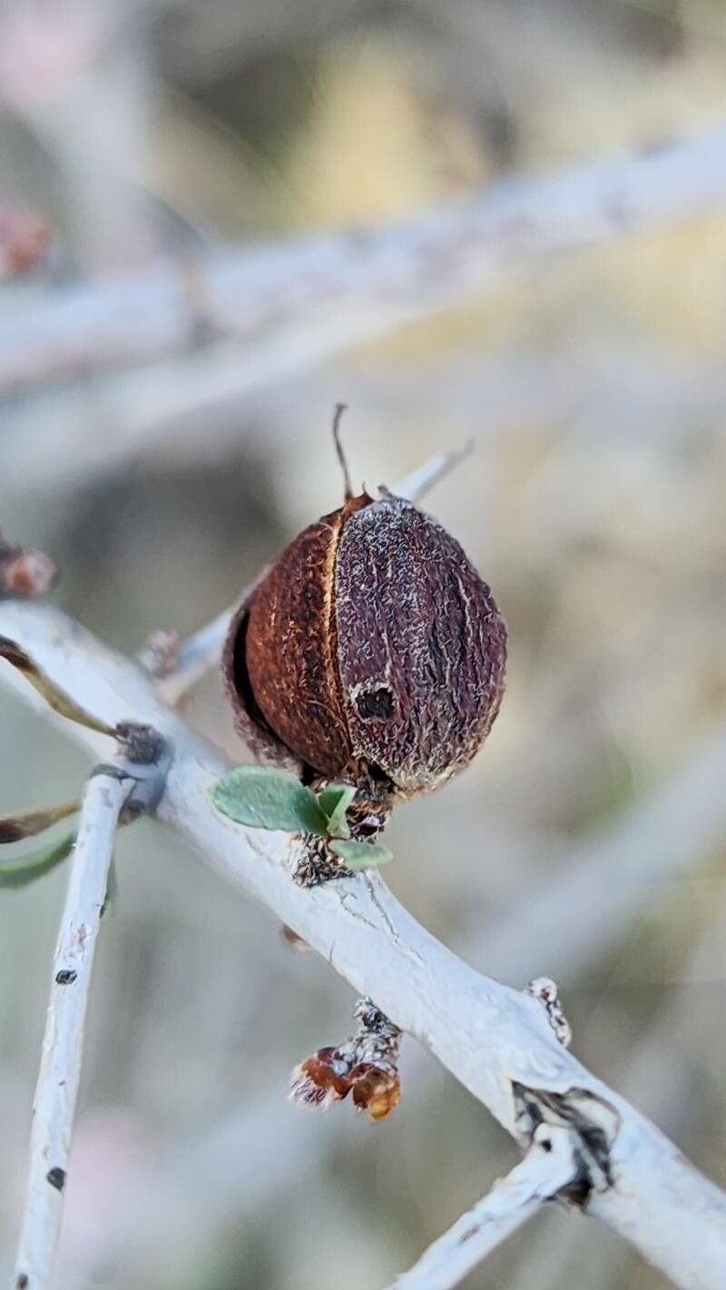 Prunus eburnea fruit
