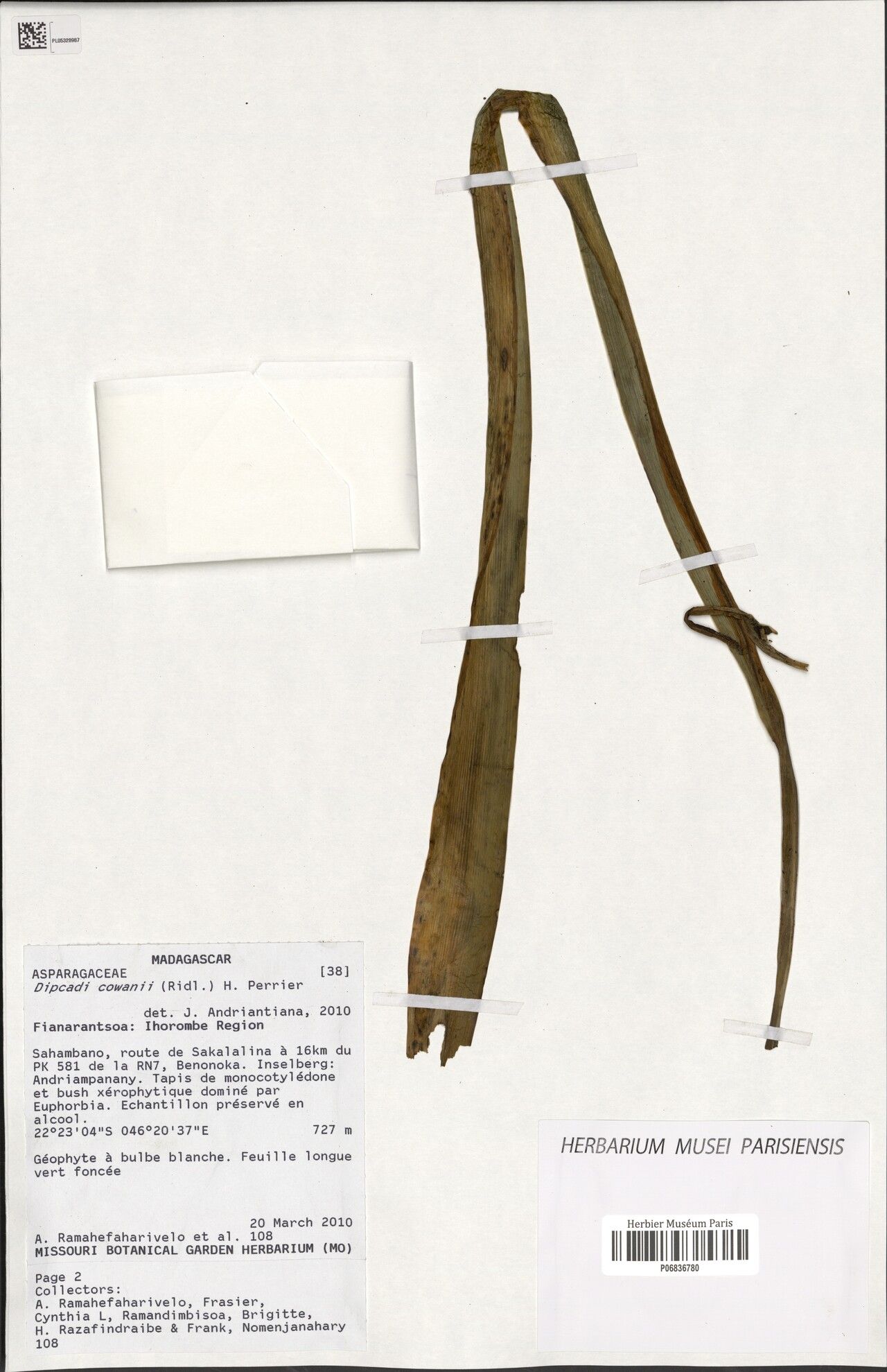 Dipcadi cowanii — related species from the same genus