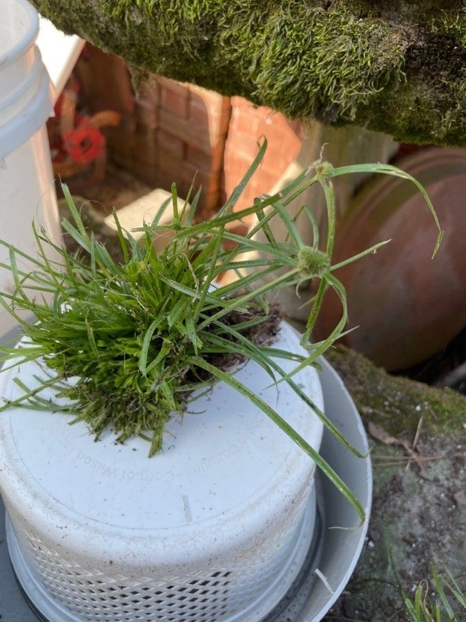Cyperus michelianus leaf