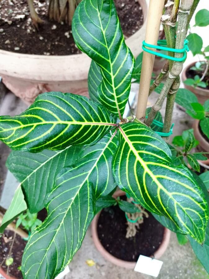 Sanchezia oblonga leaf