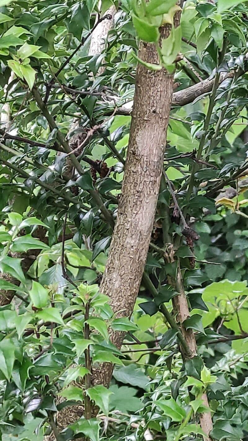 Ilex pernyi bark