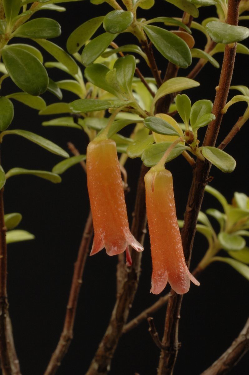 Rhododendron monodii flower