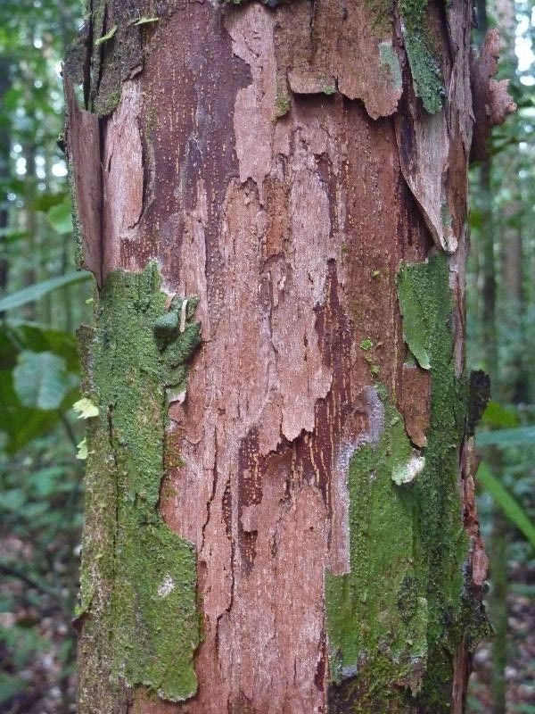 Pouteria aubrevillei — houseplant care guide