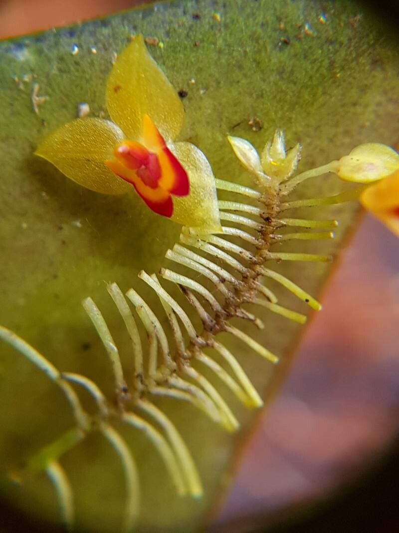 Lepanthes poasensis flower
