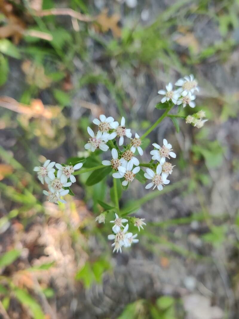 Sericocarpus asteroides flower