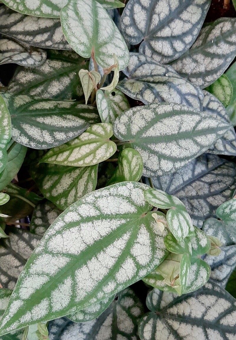 Piper sylvaticum — search result for 'Piper'