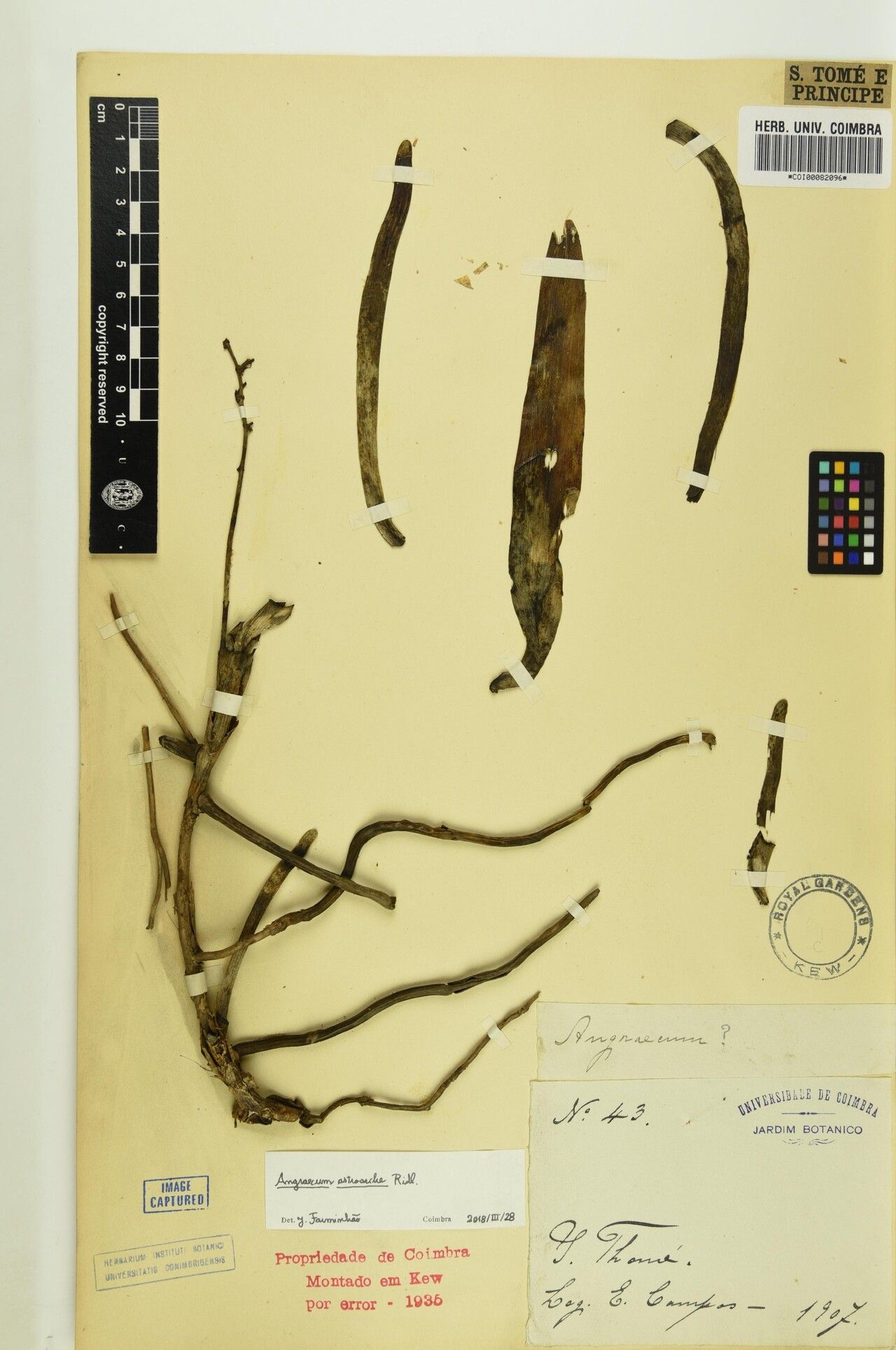 Angraecum astroarche — houseplant care guide