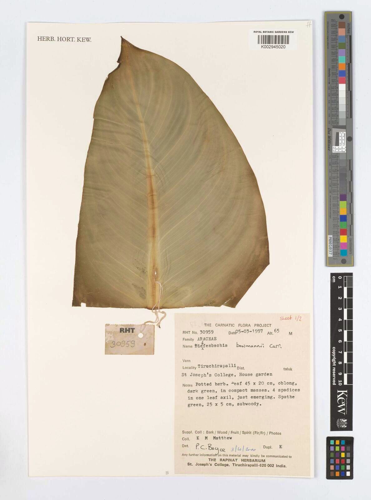 Dieffenbachia bowmanni