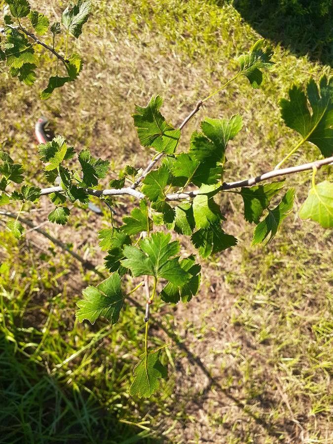 Crataegus marshallii