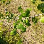 Crataegus marshallii