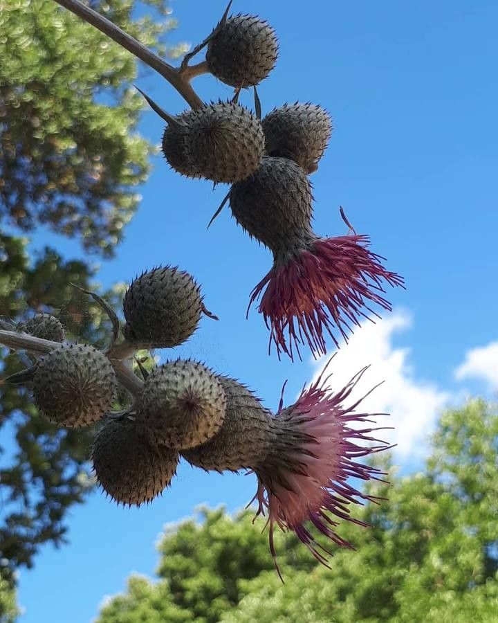 Cirsium scabrum flower