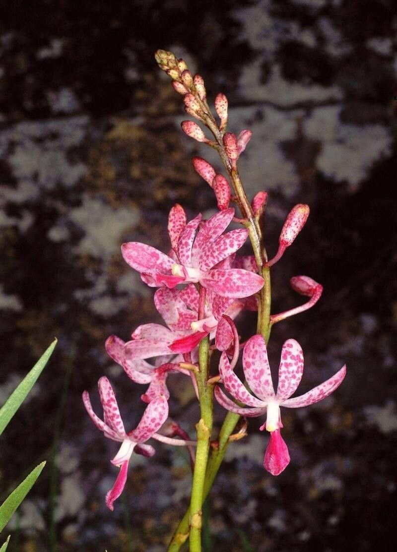 Dipodium variegatum — houseplant care guide