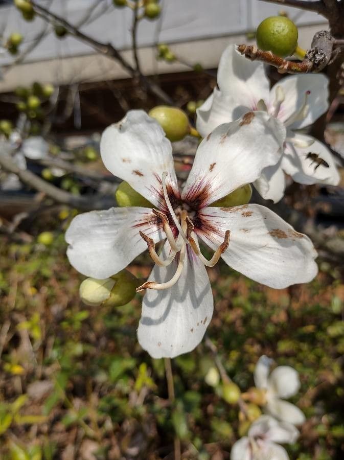 Ceiba glaziovii flower