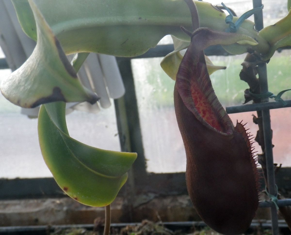 Nepenthes densiflora — search result for 'Nepenthes'