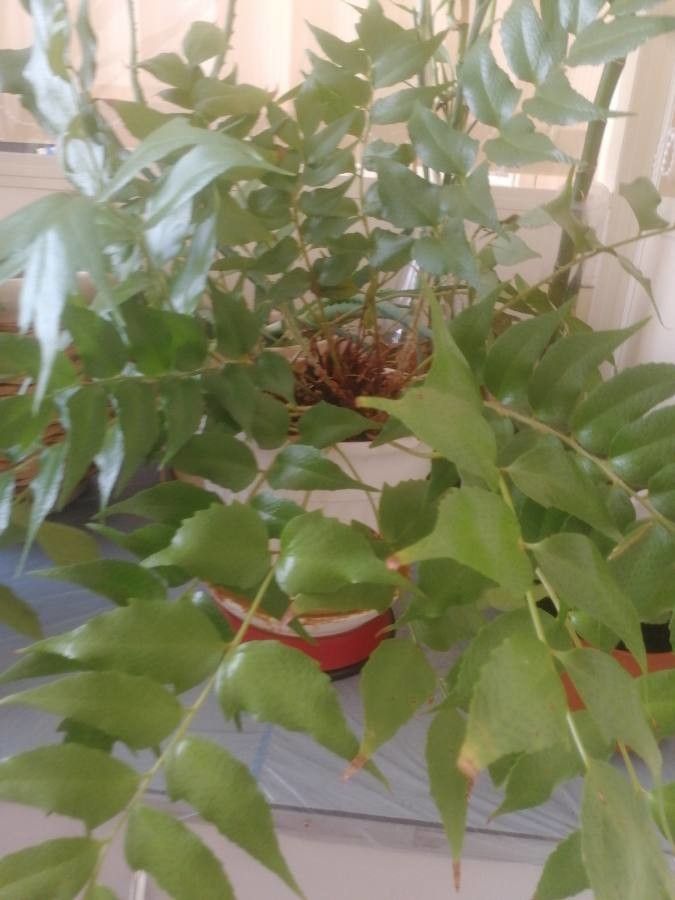 Anemia mexicana habit