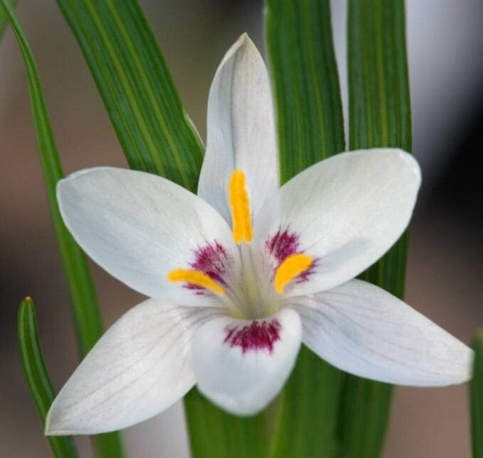 Hesperantha luticola — related species from the same genus