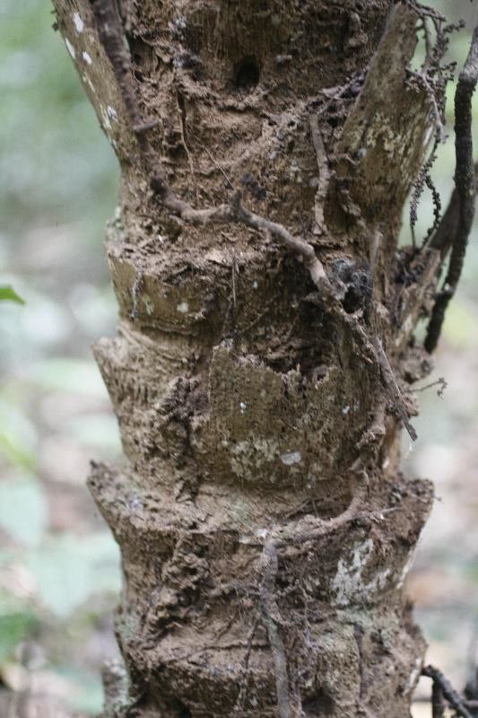 Astrocaryum sciophilum — houseplant care guide