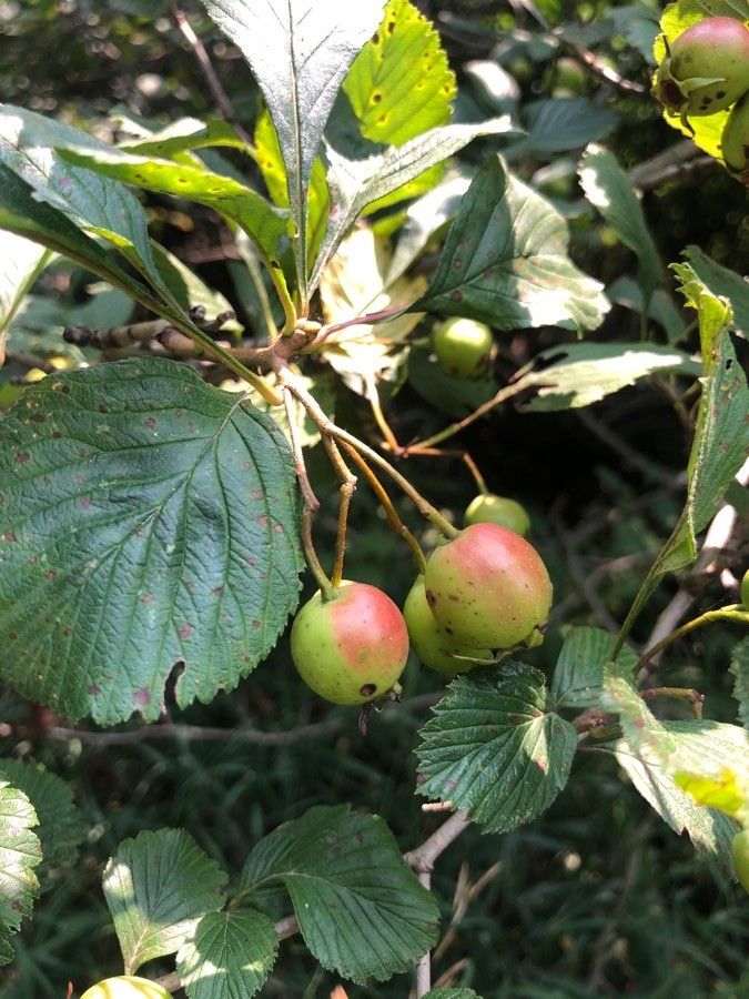 Crataegus punctata fruit