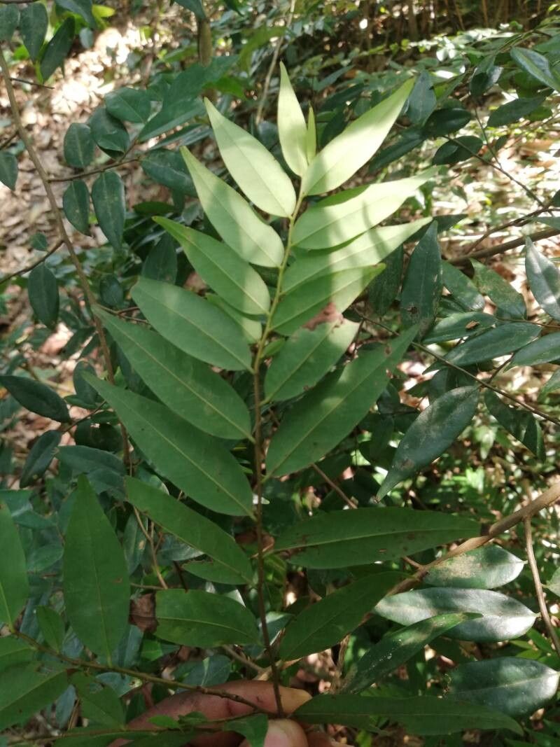 Xylopia hypolampra — houseplant care guide