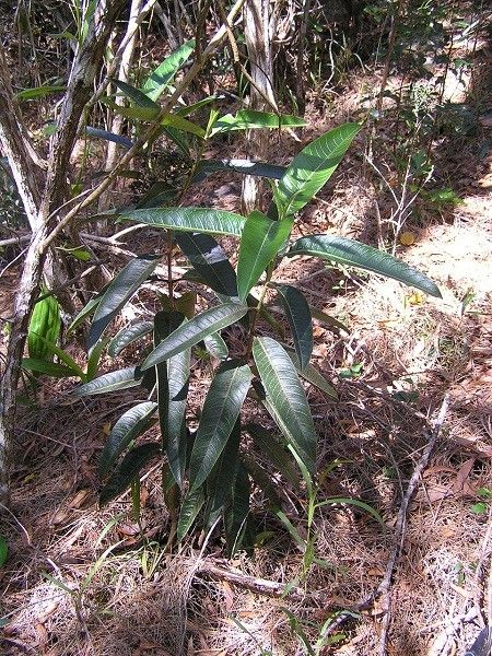 Psychotria oua-tilouensis habit