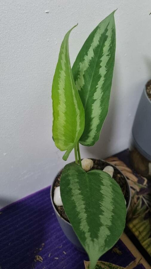 Schismatoglottis wongii — search result for 'Schismatoglottis'