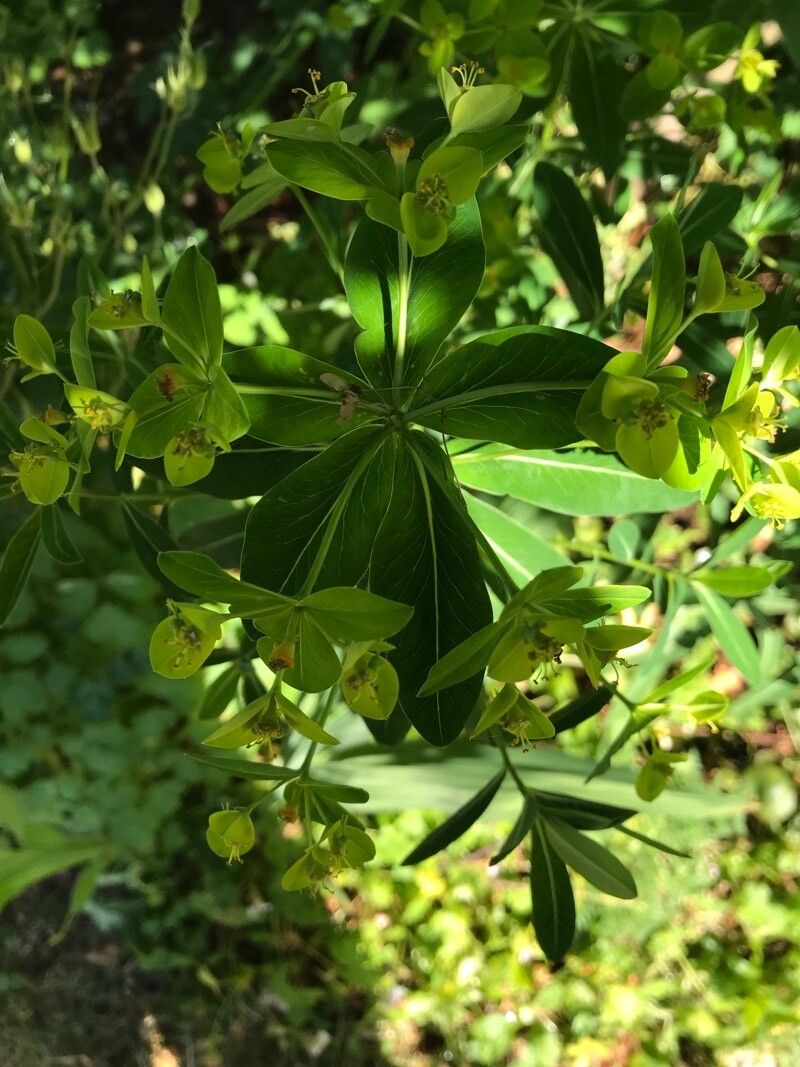 Euphorbia sikkimensis — houseplant care guide