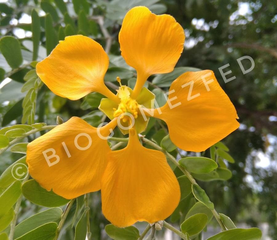 Bulnesia arborea flower